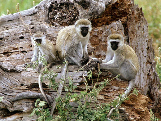 photograph of  monkeys