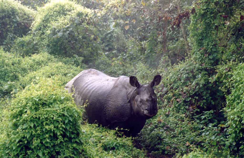 photo of Napalese rhino