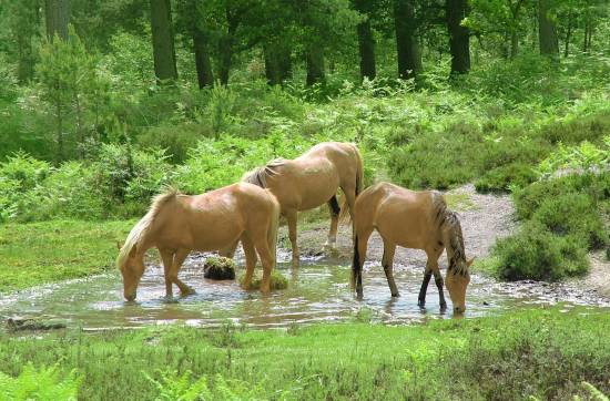 photo of New Forest ponies
