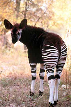 Young Okapi Endangered Animal Pictures