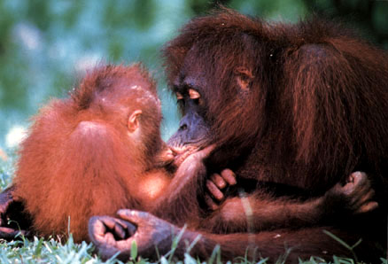 photo of orang-utan family