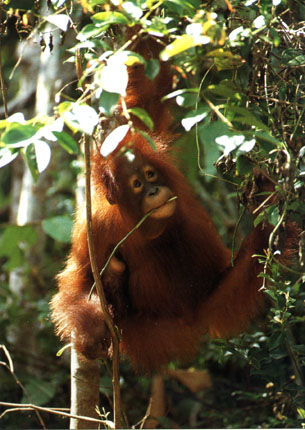 photo of orang-utan