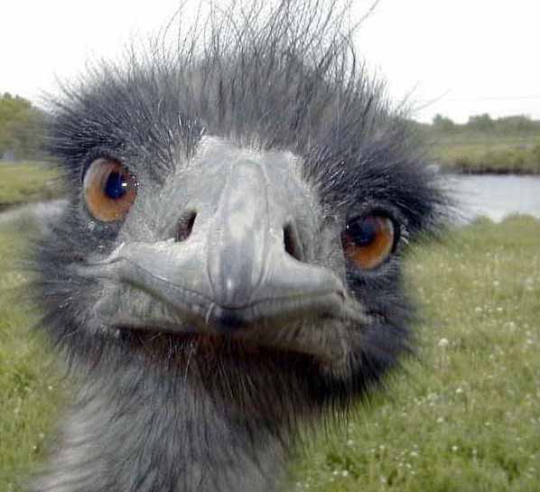 Pictures Of Ostrich - Free Ostrich pictures 