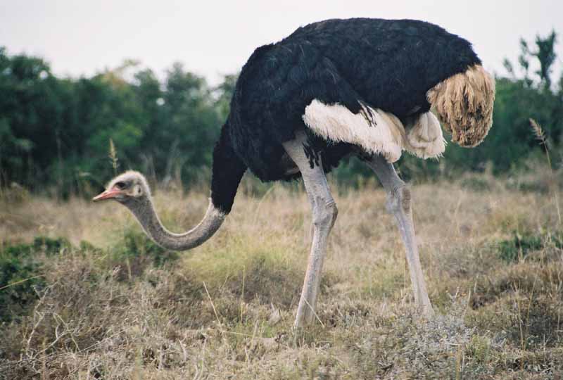 photo of ostrich in Addo Park Eastern Cape 