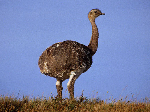 photograph of baby ostrich