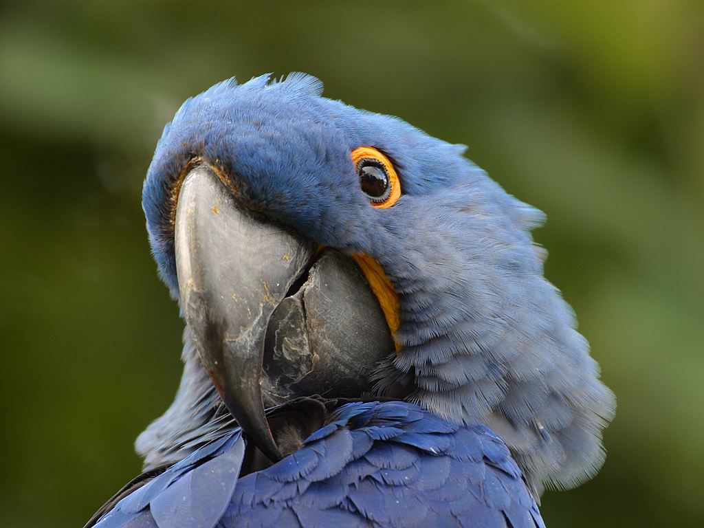 photograph of parrot