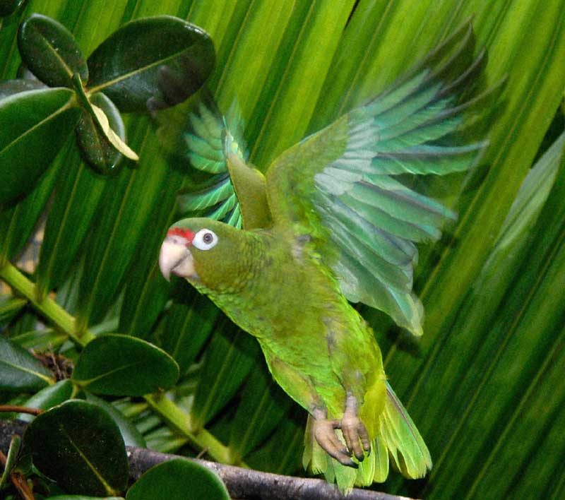 photograph of a parrot in flight
