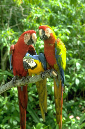 Pictures Of Parrot - Free Parrot pictures 