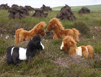 photo of Shetland ponies