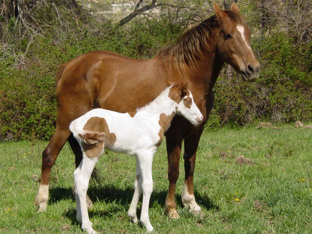 photo of pinto horse