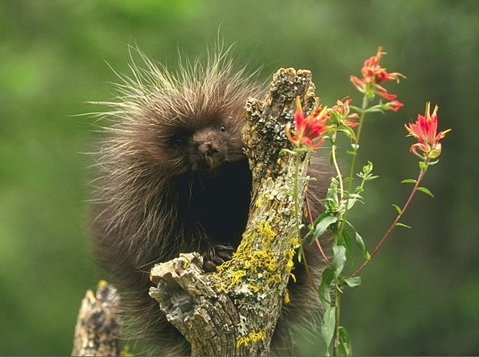 photo of a young porcupine