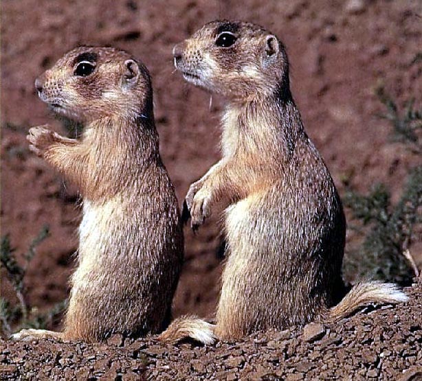 photograph of prairie dogs