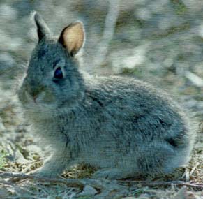 photo of rabbit