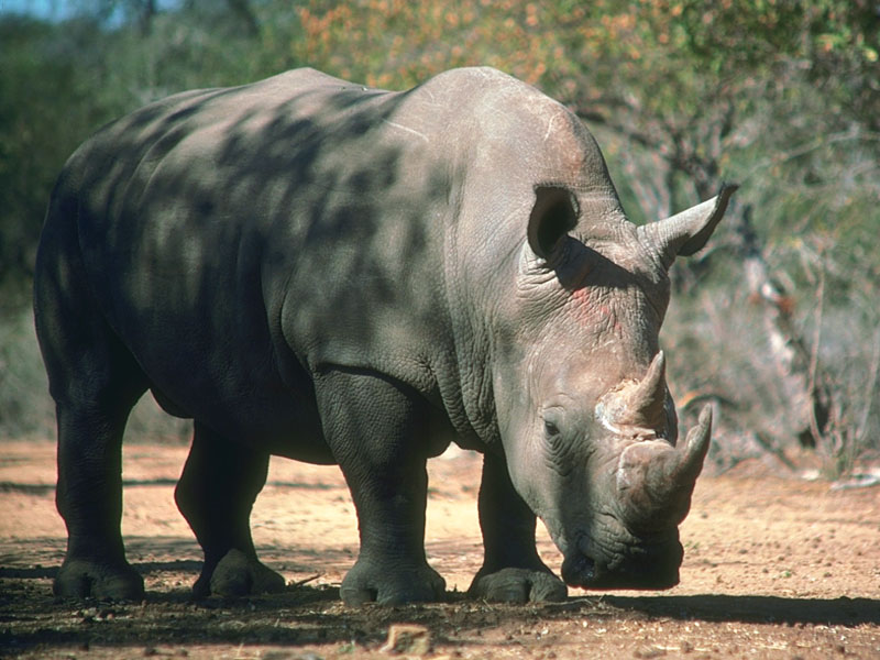 photo of huge rhino