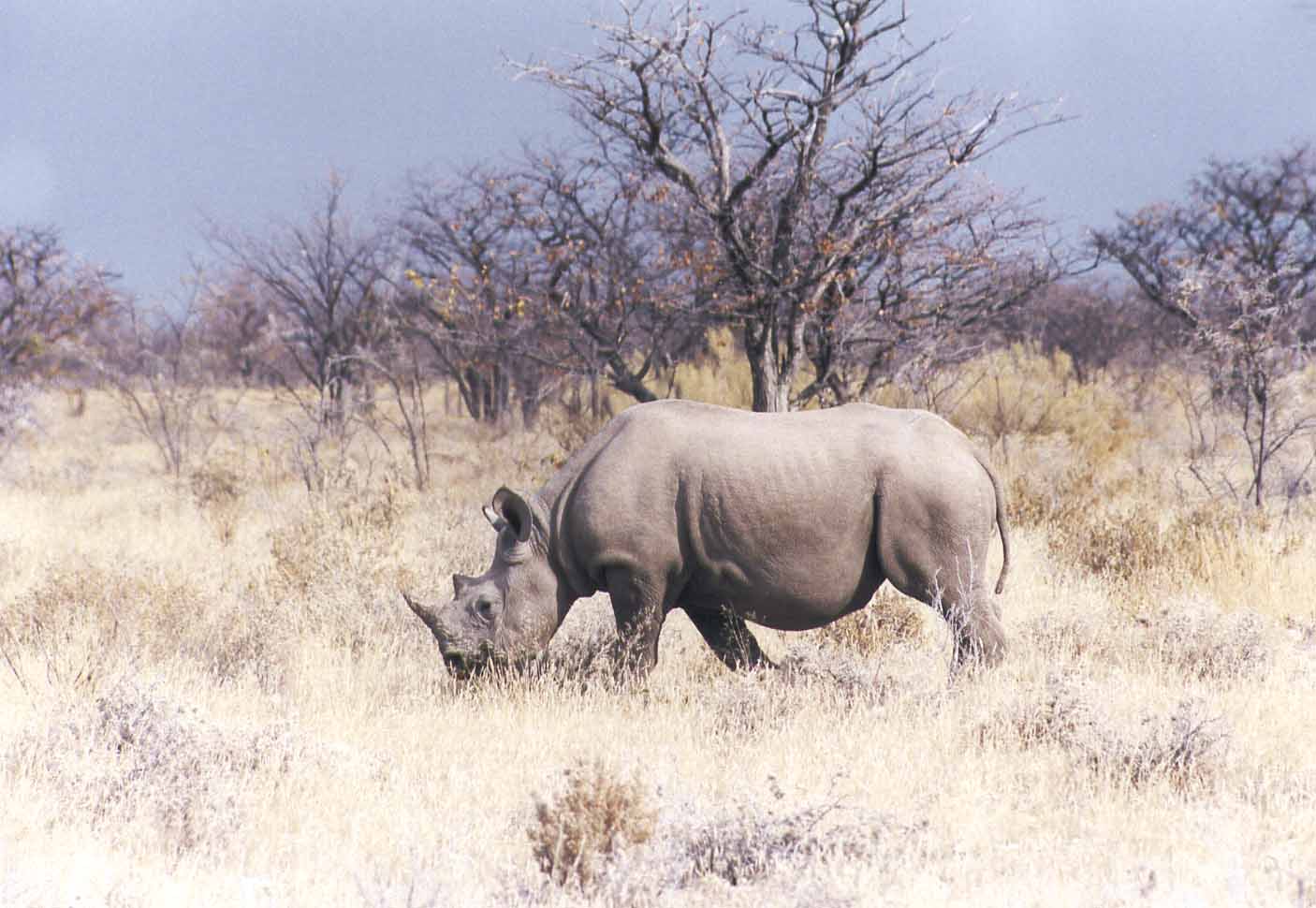 photo of rhino grazing
