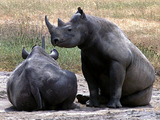 rhinoceros photo