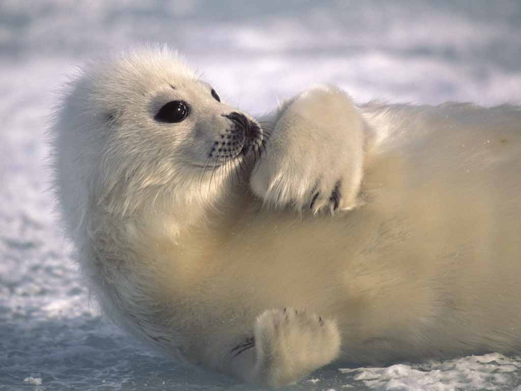 seal picture