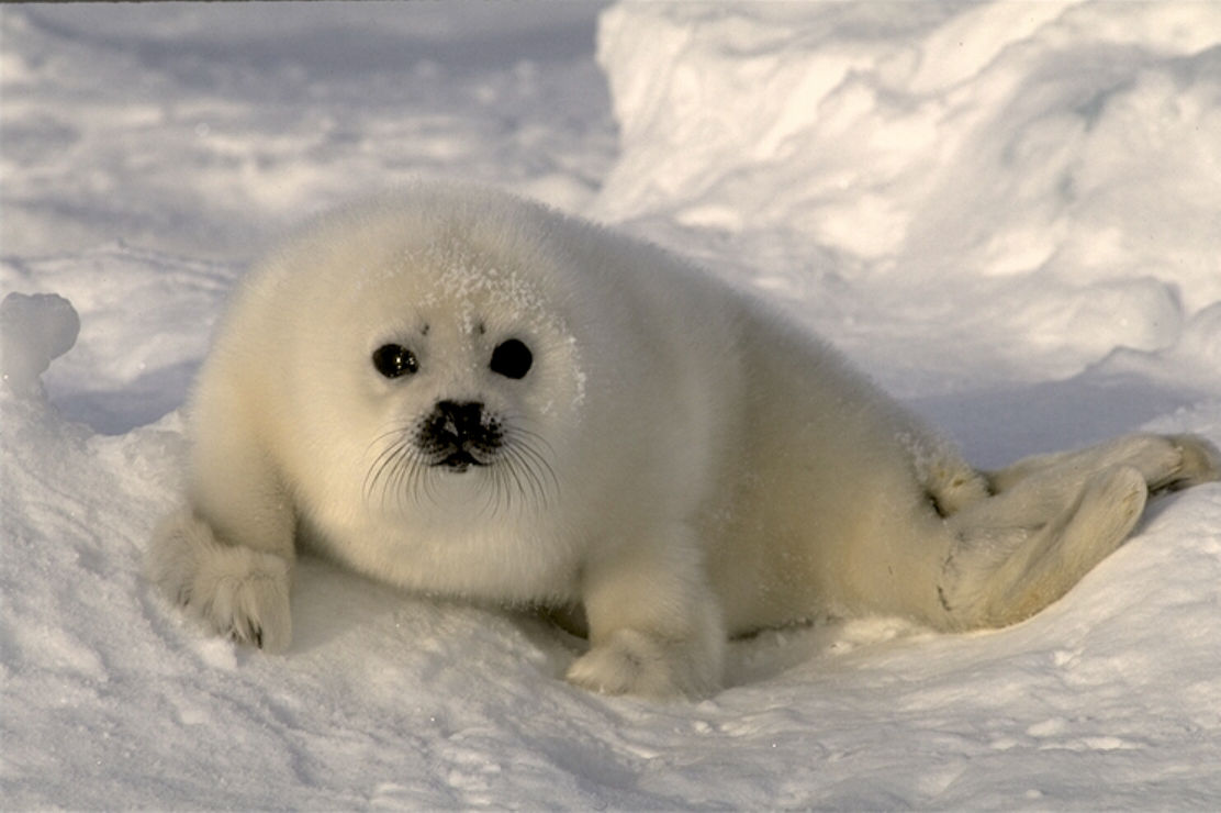 photo of a baby seal pup