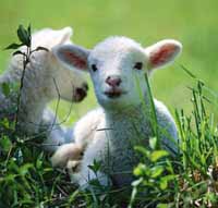 photograph of sheep close-up