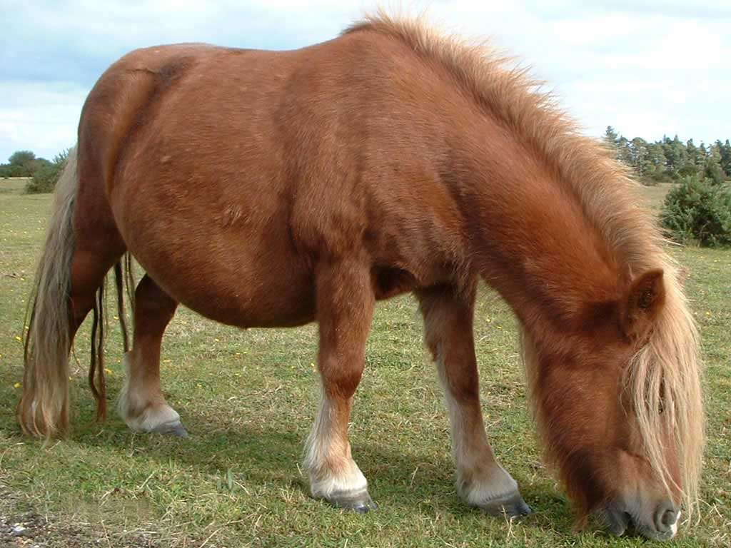 photo of Shetland pony
