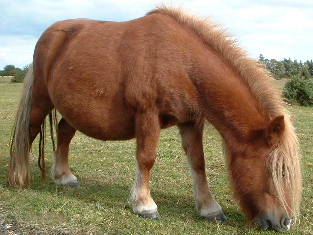 http://www.hedweb.com/animimag/shetland-pony.jpg