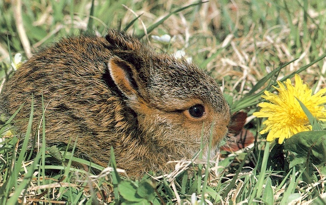 photo of snowshoe rabbit