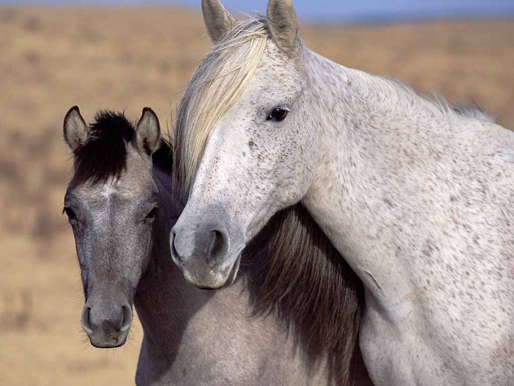 picture of Spanish Mustangs