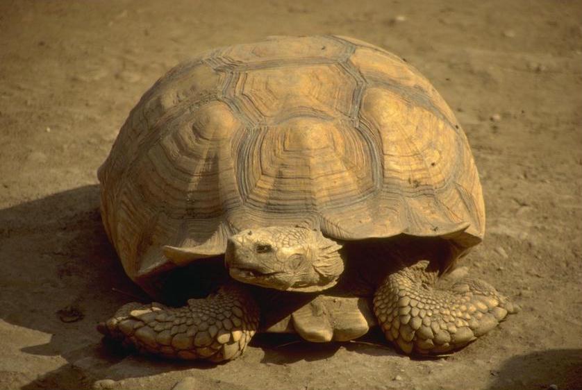 photograph of tortoise