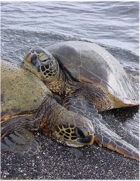 photograph of turtles