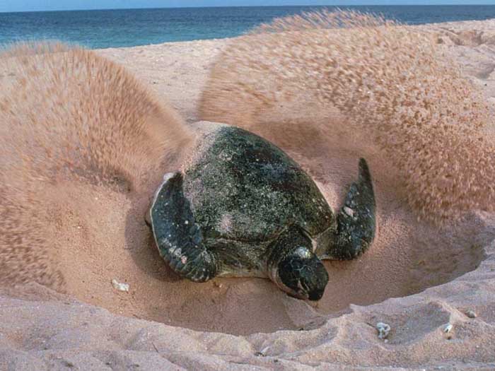 photograph of a turtle laying her eggs