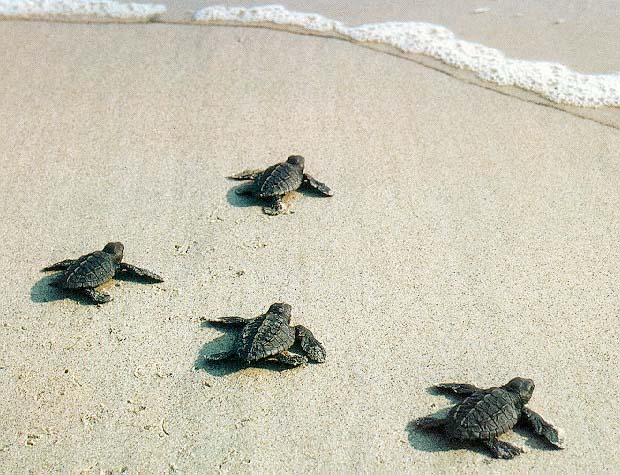 baby turtles