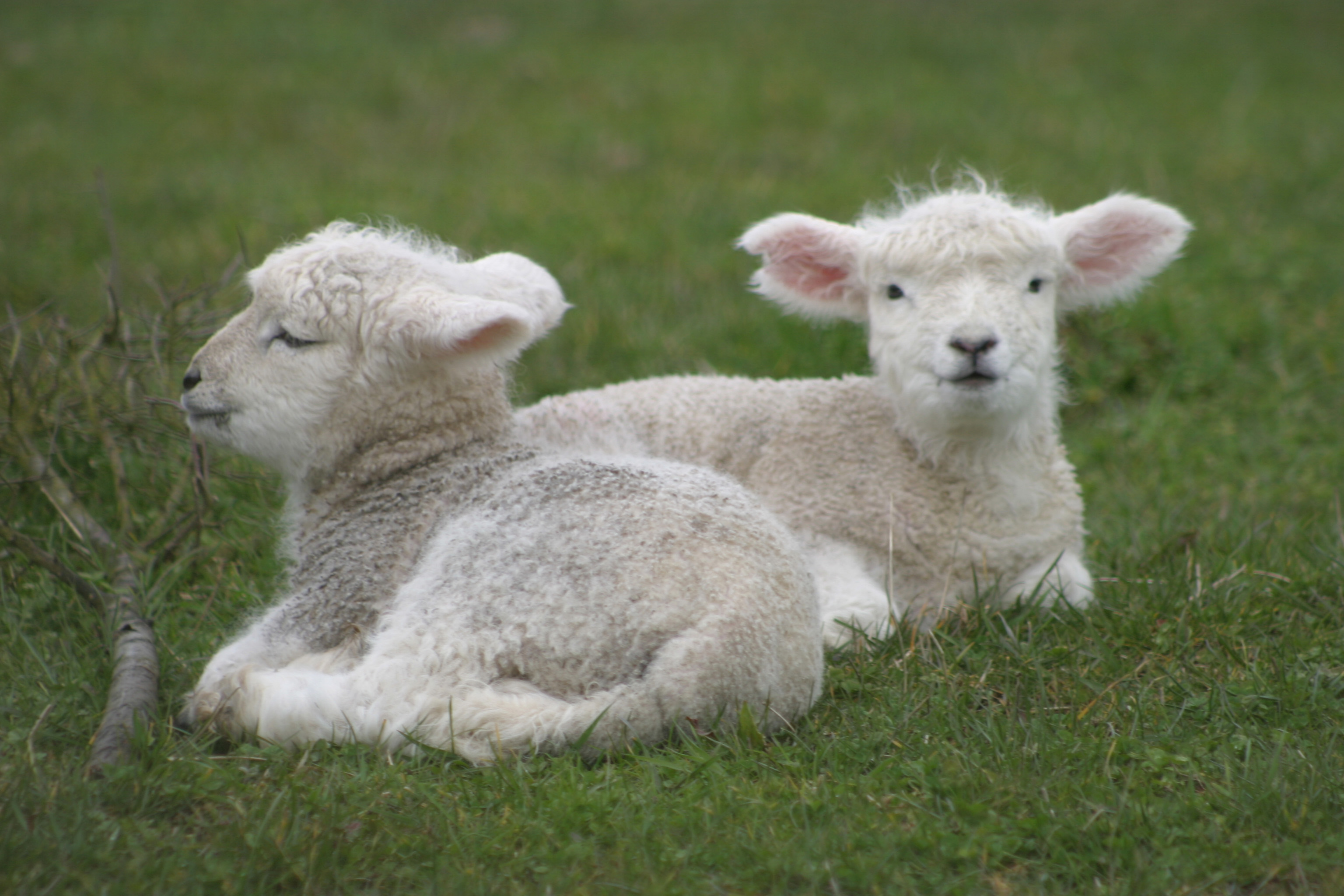 images of lambs