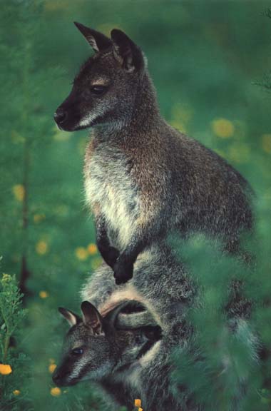 picture of a red-necked wallaby