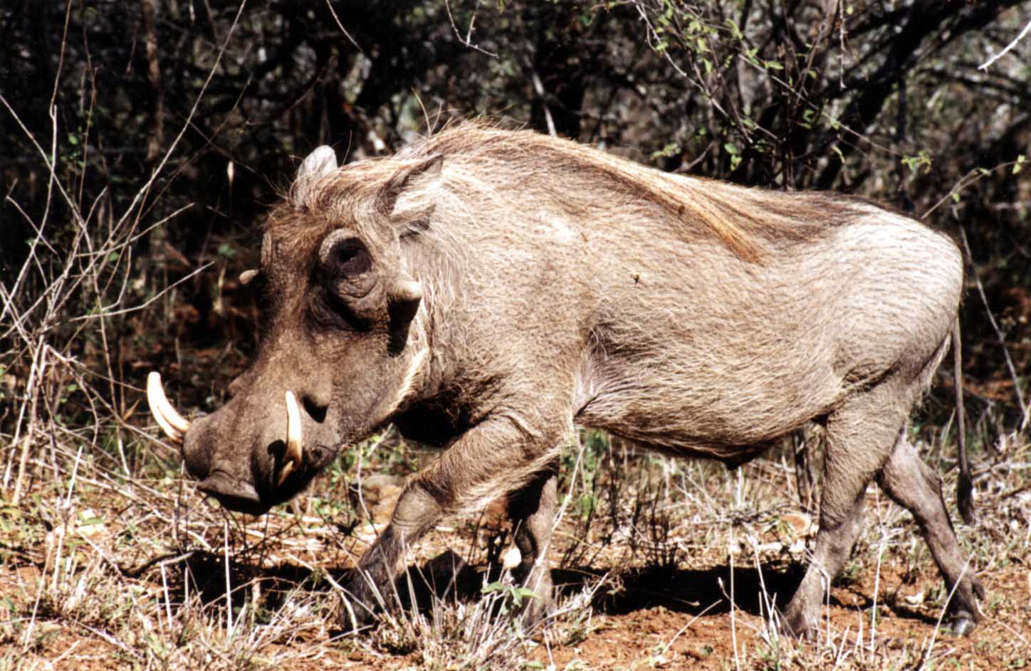photo of an advancing warthog