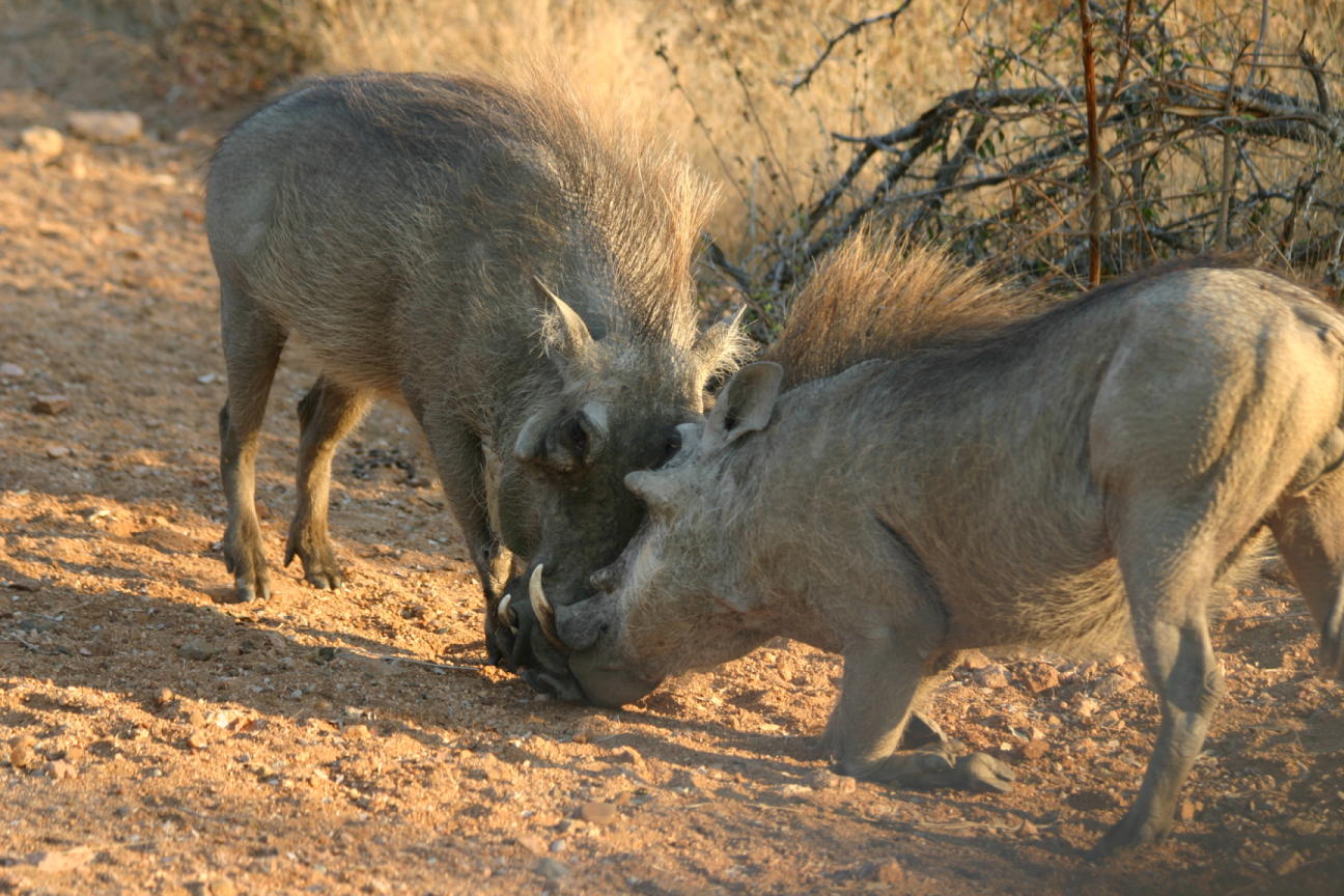 photo of a warthogs squaring off