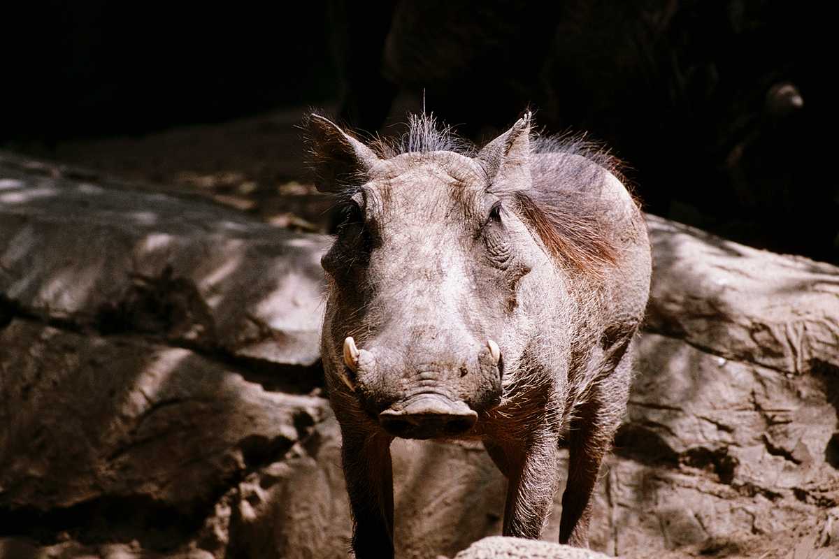 photo of warthog on a rock