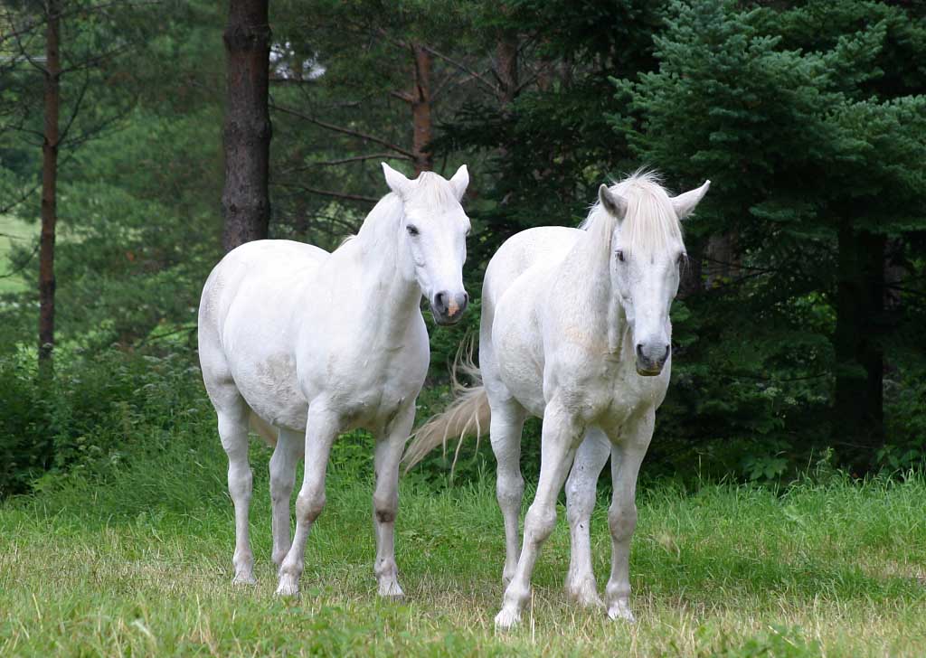 http://www.hedweb.com/animimag/white-horses.jpg