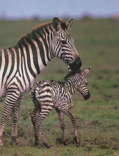 baby zebras face