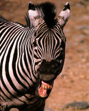 photo of an animated zebra