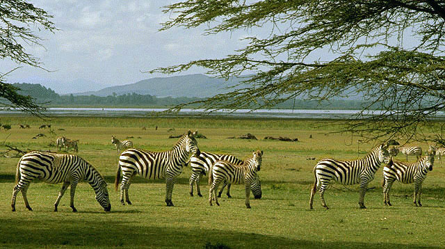 photo of herd of zebra