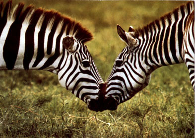 zebra kissing photo