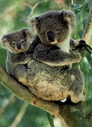 photo of koala and her baby