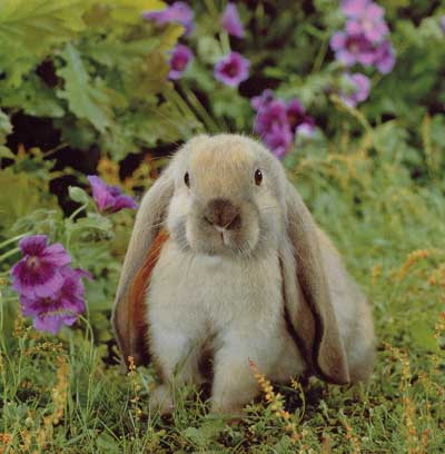 photograph of a rabbit