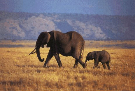 photograph of elephants on the African savannah