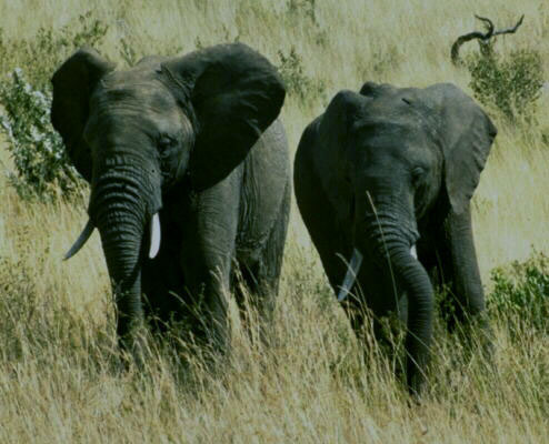 elephants in the grass photo