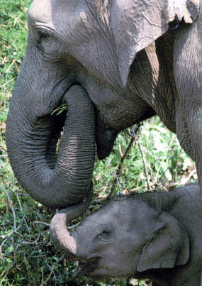photograph of female elephant and her youngster