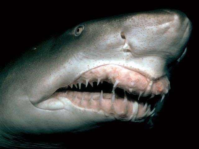 photo of marine creature of unknown species