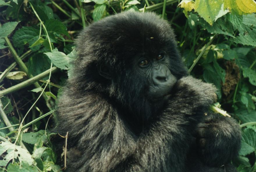photography of a young gorilla