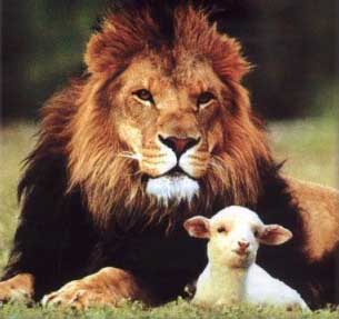 the lion lies down with the lamb