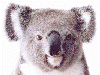 image of koala that looks a bit like Steve